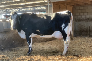 “Om 100.000 kilogram melk te produceren heeft een koe een sterk karakter nodig”