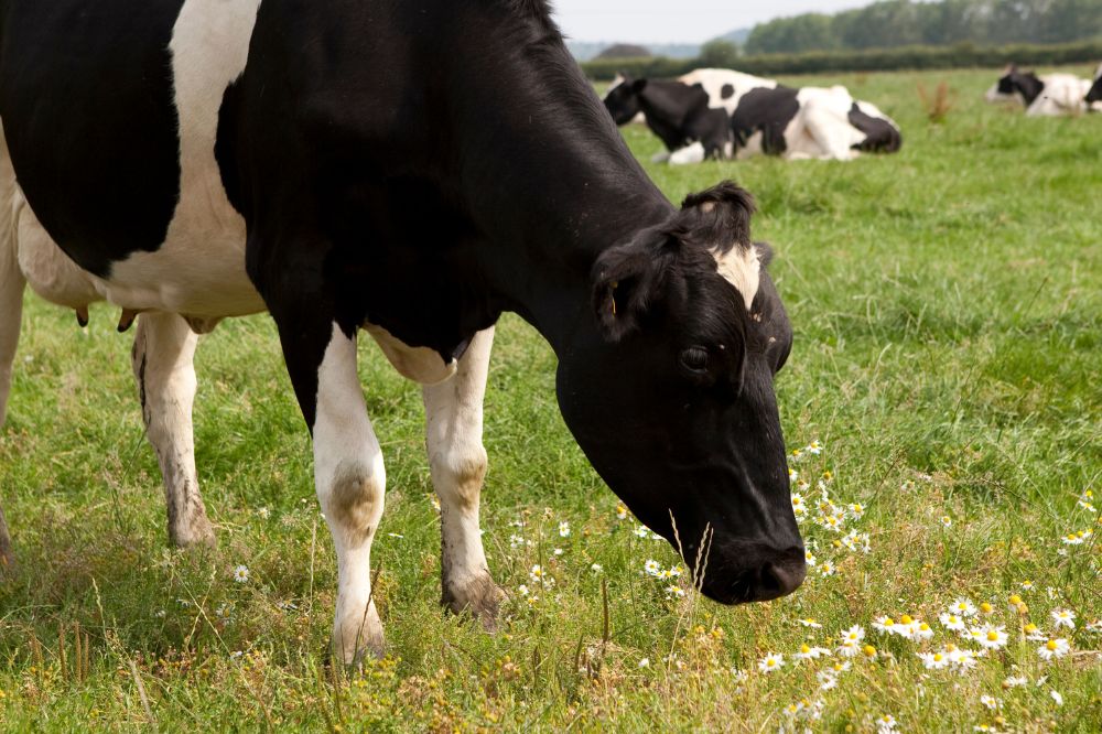 Europese veranderingen dierenwelzijn hebben gevolgen in Nederland