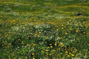 Kansen en knelpunten voor kruidenrijk grasland in Vlaanderen