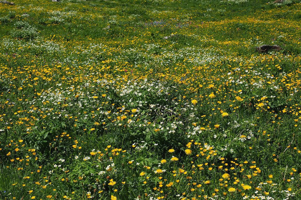 Kansen en knelpunten voor kruidenrijk grasland in Vlaanderen