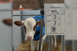Overzicht bij de kalverbox met Calf-ID