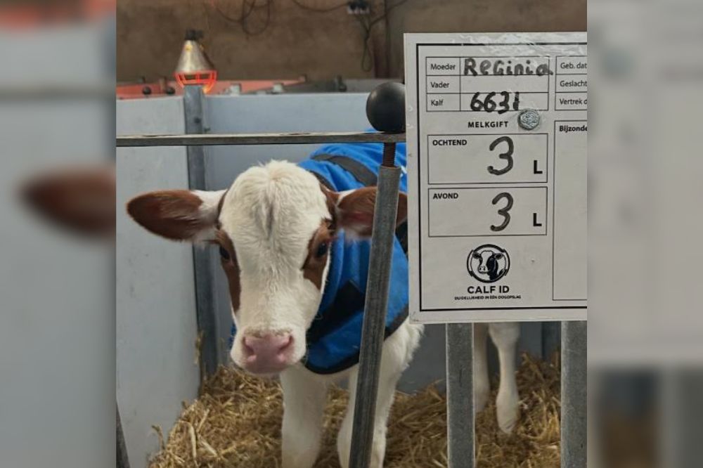 Overzicht bij de kalverbox met Calf-ID
