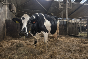 “Eigenzinnigheid is een typische karaktertrek van veel honderdtonners”