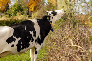 Agro-ecologische oplossingen: “We kunnen geen tweedeling maken tussen landbouw en natuur” 