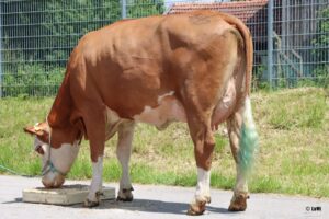 “Wereldwijde vraag stuwt prijzen dubbeldoel naar recordhoogte”