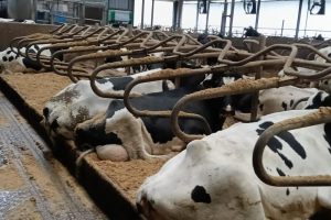 De juiste kalk maakte het verschil bij Jantinus Oost.