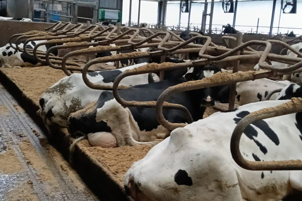 De juiste kalk maakte het verschil bij Jantinus Oost.