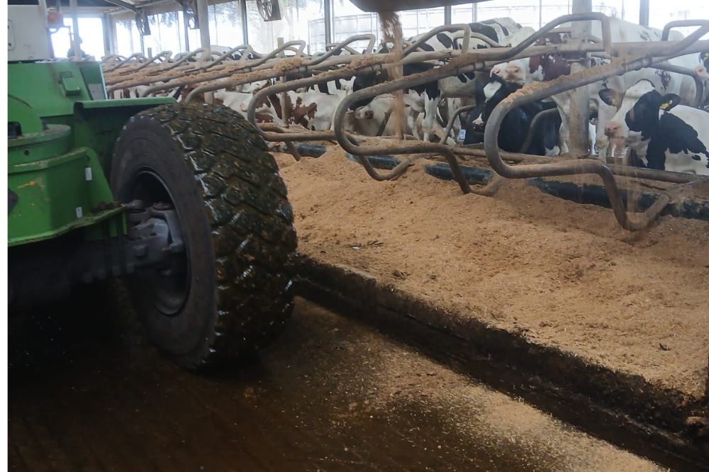 Jantinus Oost strooit nu een op maat gemaakt  Gemalen stro-kalkmengsel  bestaande uit onder andere fijn gemalen stro en het hoogwaardig, natuurlijke calciumcarbonaat Box-Kalk Premium.  