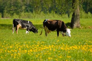 Biologische sector groeit naar €2 miljard omzet, aanbod blijft achter