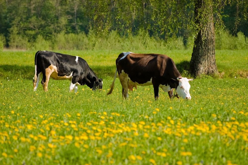 Biologische sector groeit naar €2 miljard omzet, aanbod blijft achter