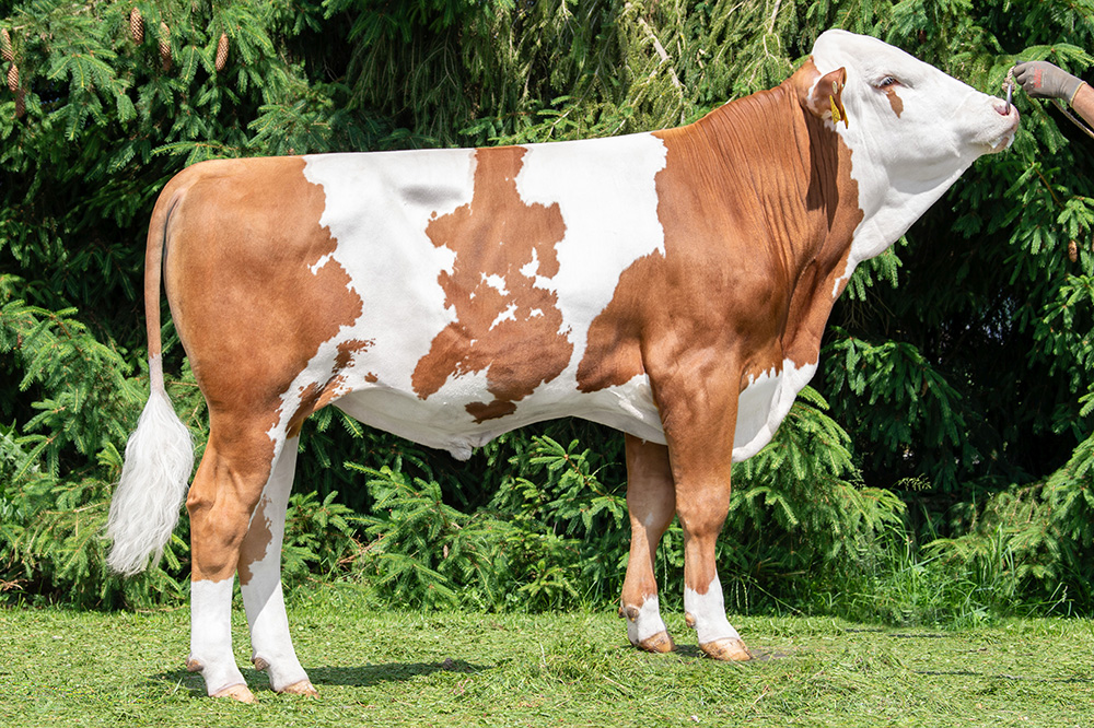 Fokwaardeschatting Fleckvieh april 2026: ‘niet de stier wordt slechter, de koeien worden beter’
