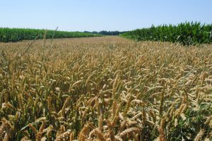 Eiwitprijzen lopen op, granen stabiliseren in afwachtende markt 