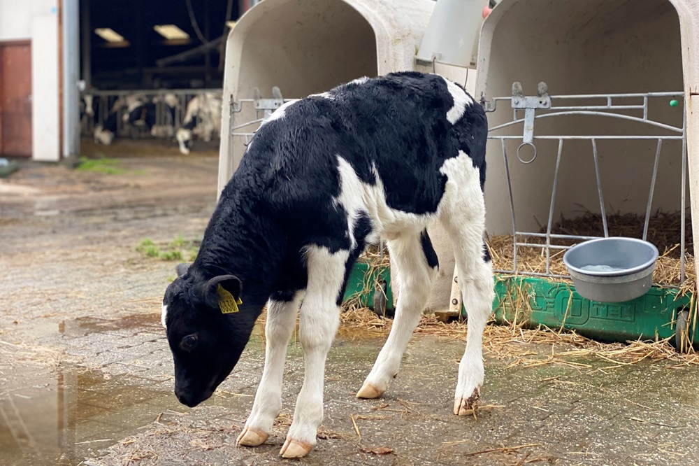 Topprestaties op het melkveebedrijf: keuzes door de hele levenscyclus van de koe