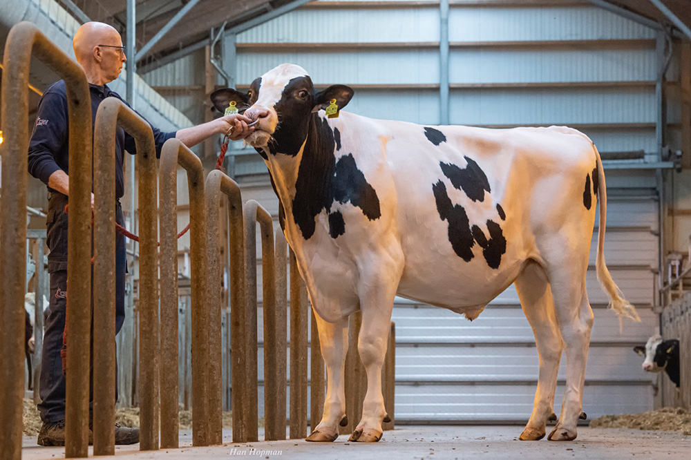 Genoomgeteste stieren maken verwachtingen waar