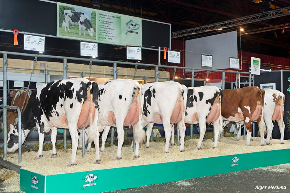 Nieuwe topstieren bij K.I. Kampen