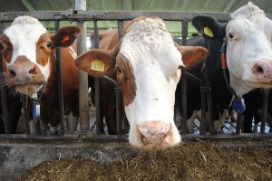 Voortgang IBR- en BVD-bestrijding vlakt af, meer IBR-uitbraken gemeld