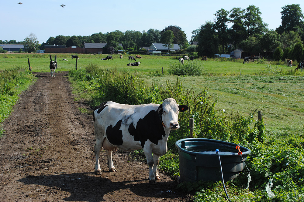 Nieuw platform voor innovaties in de melkveehouderij