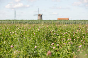 Noord-Holland en Groningen gaan deze zomer voor extra hectares bloemrijke akkers en weiden