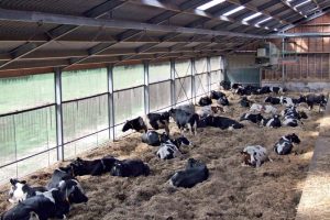 Europese Commissie keurt Subsidieregeling extensivering melkveehouderij (Sem) goed