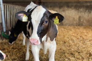 Kalveren reageren sterk op vaste voerpatronen volgens onderzoek van Topcalf