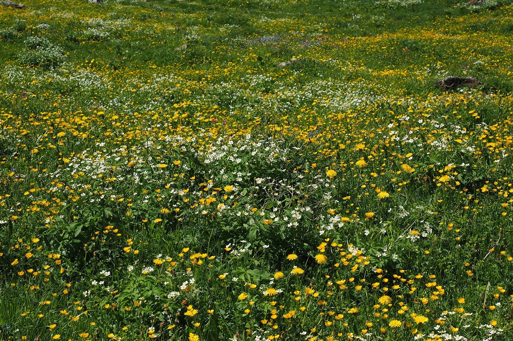 Onderzoek: kruidenrijk grasland levert meer opbrengst met minder stikstof
