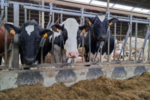 Pensprotozoa onder de loep: wat zeggen ze over methaan, melkvet en efficiëntie rond afkalven?