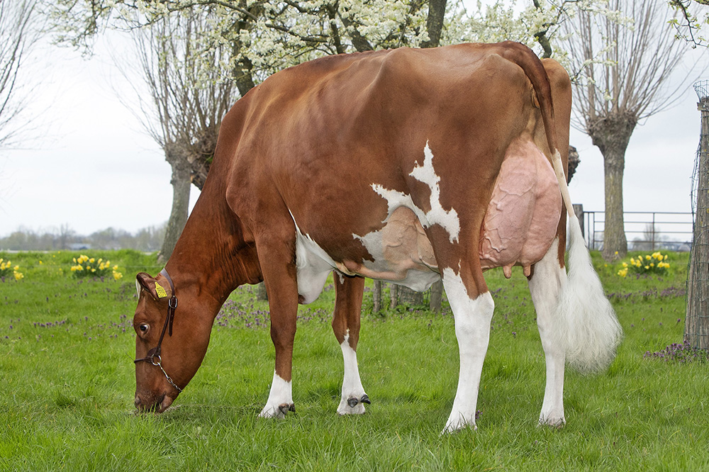Potency Red in de schijnwerpers tijdens Nationale Roodbont Show