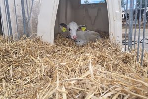 Antibioticagebruik in de Belgische melkveehouderij daalt, maar datakwaliteit blijft aandachtspunt