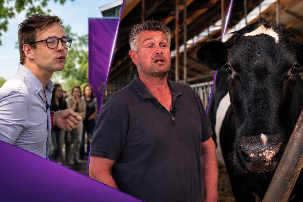 Melkkoeien in de stal tijdens de droogstand