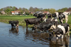 Melkkoeien in de stal krijgen aangepast voer bij warm weer