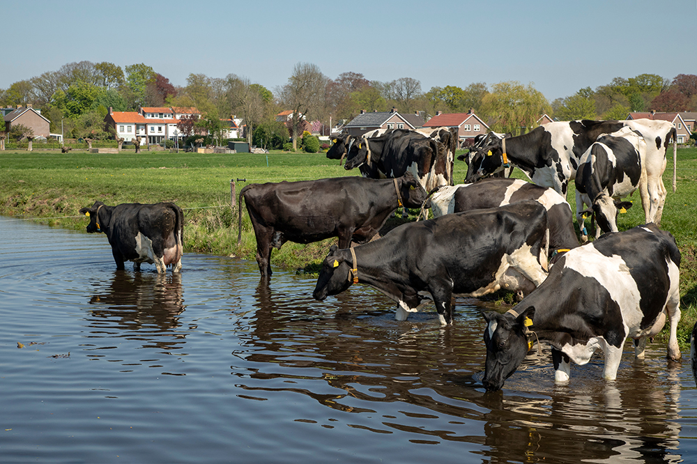 Melkkoeien in de stal krijgen aangepast voer bij warm weer