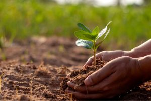 Plant-bodemfeedback: onderzoek toont aan hoe planten de bodem beïnvloeden