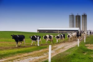 Ruim 10.800 kilogram melk bij Canadese stamboek Holsteinkoeien