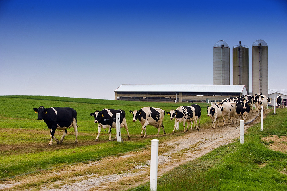 Ruim 10.800 kilogram melk bij Canadese stamboek Holsteinkoeien