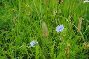 DivGrass: kruidenrijk grasland presteert in natte én droge jaren
