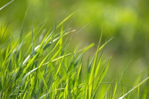 Invloed van zomerweer op gras, kuilvoer en opname