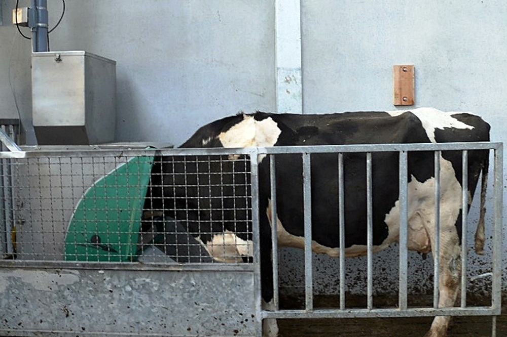 Lage methaanuitstoot stier niet zichtbaar bij zijn melkgevende dochters