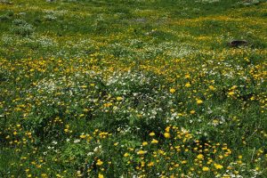 Aanpassing eco-activiteit wegens overmacht door droogte