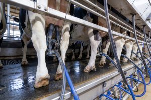 CowManager introduceert nieuwe melksensor voor mastitis- en melkstalmonitoring