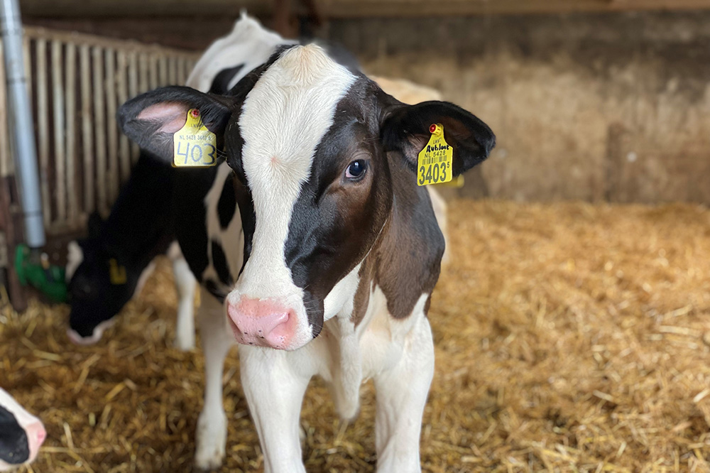Eén op de vijf Waalse Holsteinkalveren is genoomgetest