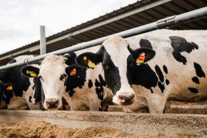 Het Roemeense DN AGRAR investeert in nieuwe melkveehouderij en composteerfaciliteiten