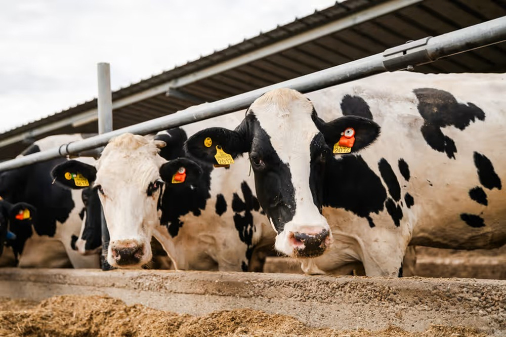 Het Roemeense DN AGRAR investeert in nieuwe melkveehouderij en composteerfaciliteiten