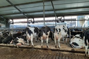 Meer gesekst sperma gebruikt op Amerikaanse bodem