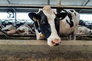 Europese Commissie stelt veehouderijstrategie vast: op naar een sterke, winstgevende en toekomstbestendige sector