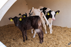 Onderzoek: effect kalverdiarree ijlt na in meerdere lactaties