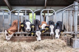 Ruim €2 miljoen subsidie voor verduurzaming melkveehouderij