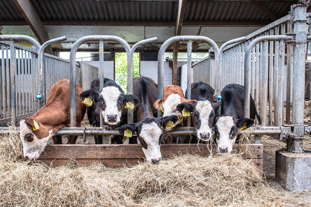 Ruim €2 miljoen subsidie voor verduurzaming melkveehouderij