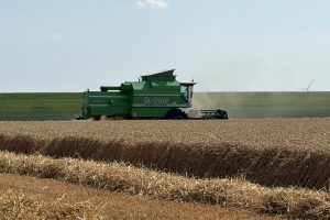 Graanoogst uitzonderlijk vroeg van start: prima kwaliteit, maar minder kilo's