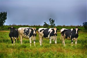 Onderzoek: later insemineren kan vruchtbaarheid en gezondheid van melkkoeien verbeteren