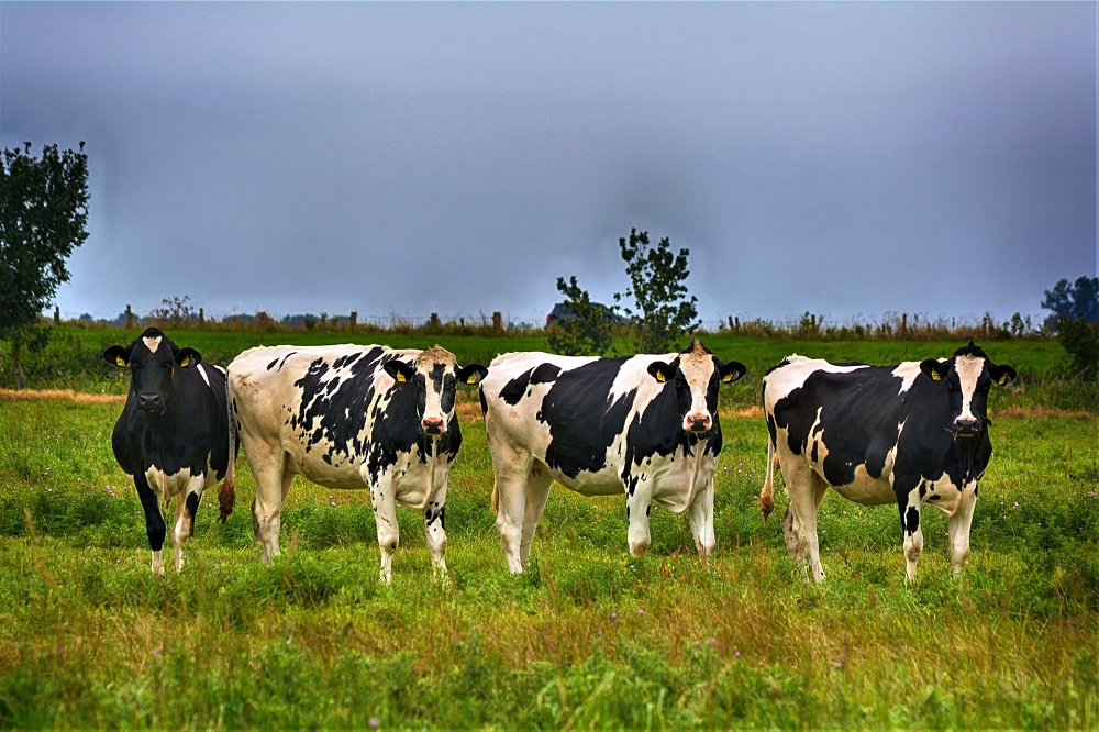 Onderzoek: later insemineren kan vruchtbaarheid en gezondheid van melkkoeien verbeteren